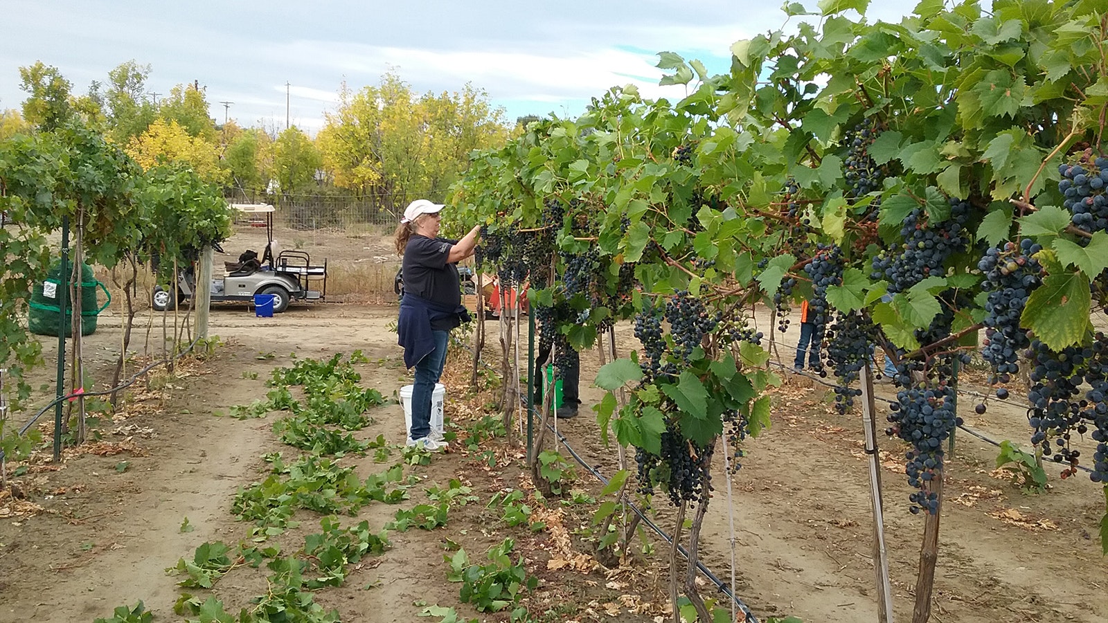 Mustang Mountain Crush2