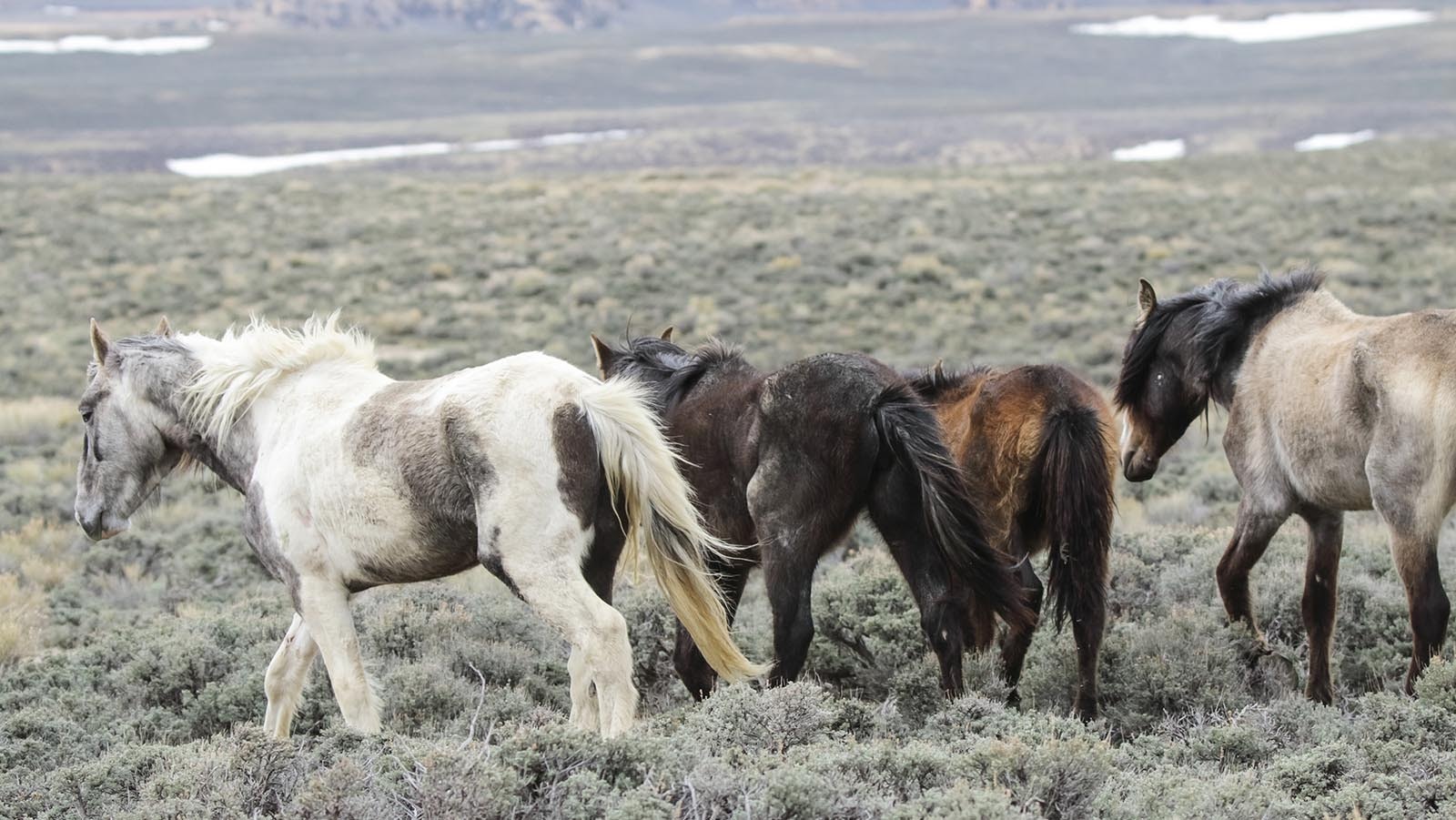 Though some of Wyoming’s mustangs pulled through the winter, wild horse advocates say the Bureau of Land Management overestimated its population. The agency is double-checking its numbers, a spokesman said.