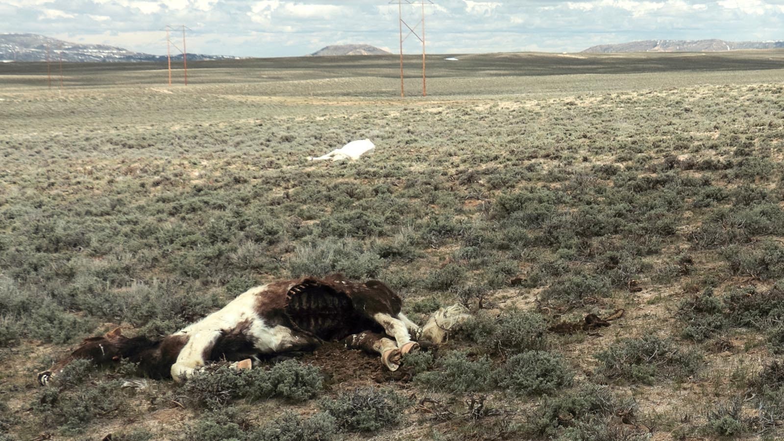 Wild horse advocate Angelique Rea said winter took a devastating tool on some mustang herds in central Wyoming.