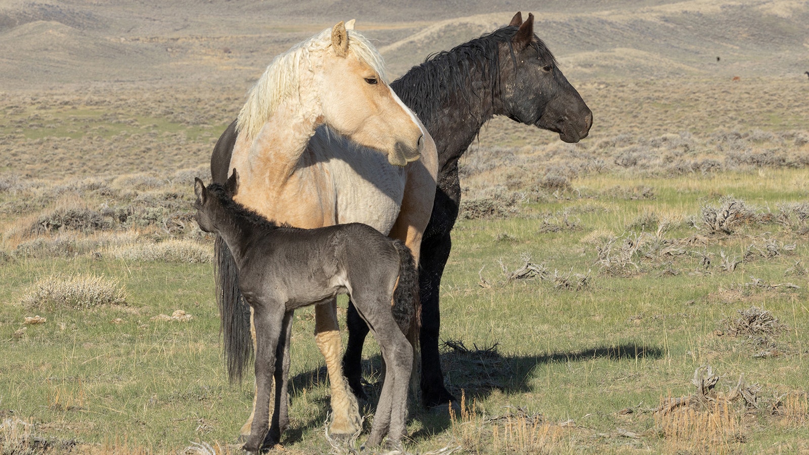 The fate of about 3,000 mustangs in central Wyoming remains uncertain, as the date for rounding them up keeps changing.