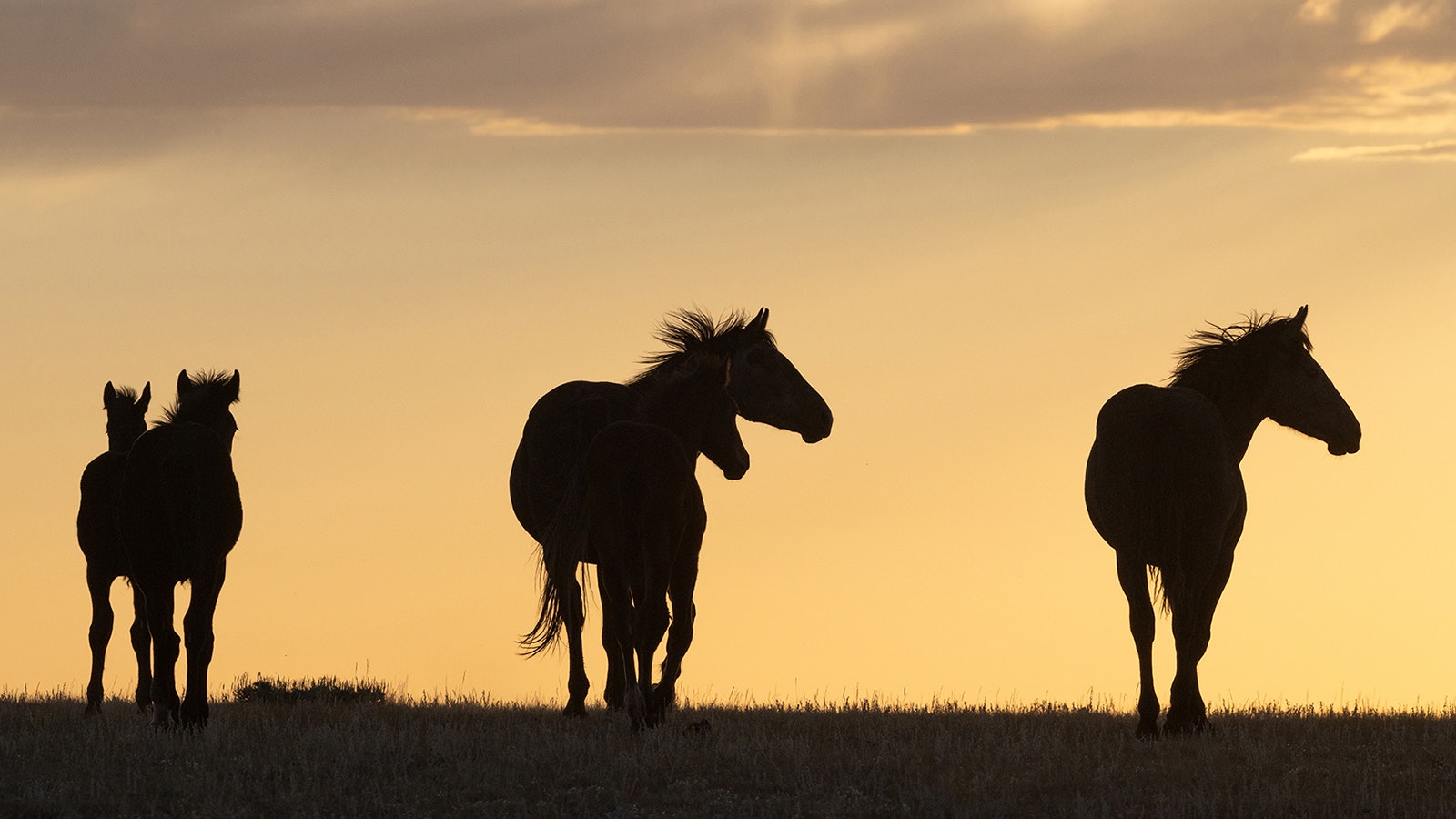 The fate of about 3,000 mustangs in central Wyoming remains uncertain, as the date for rounding them up keeps changing.