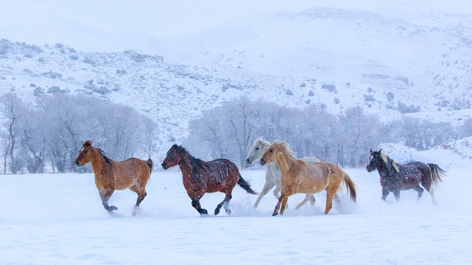Mustangs winter 6 14 23