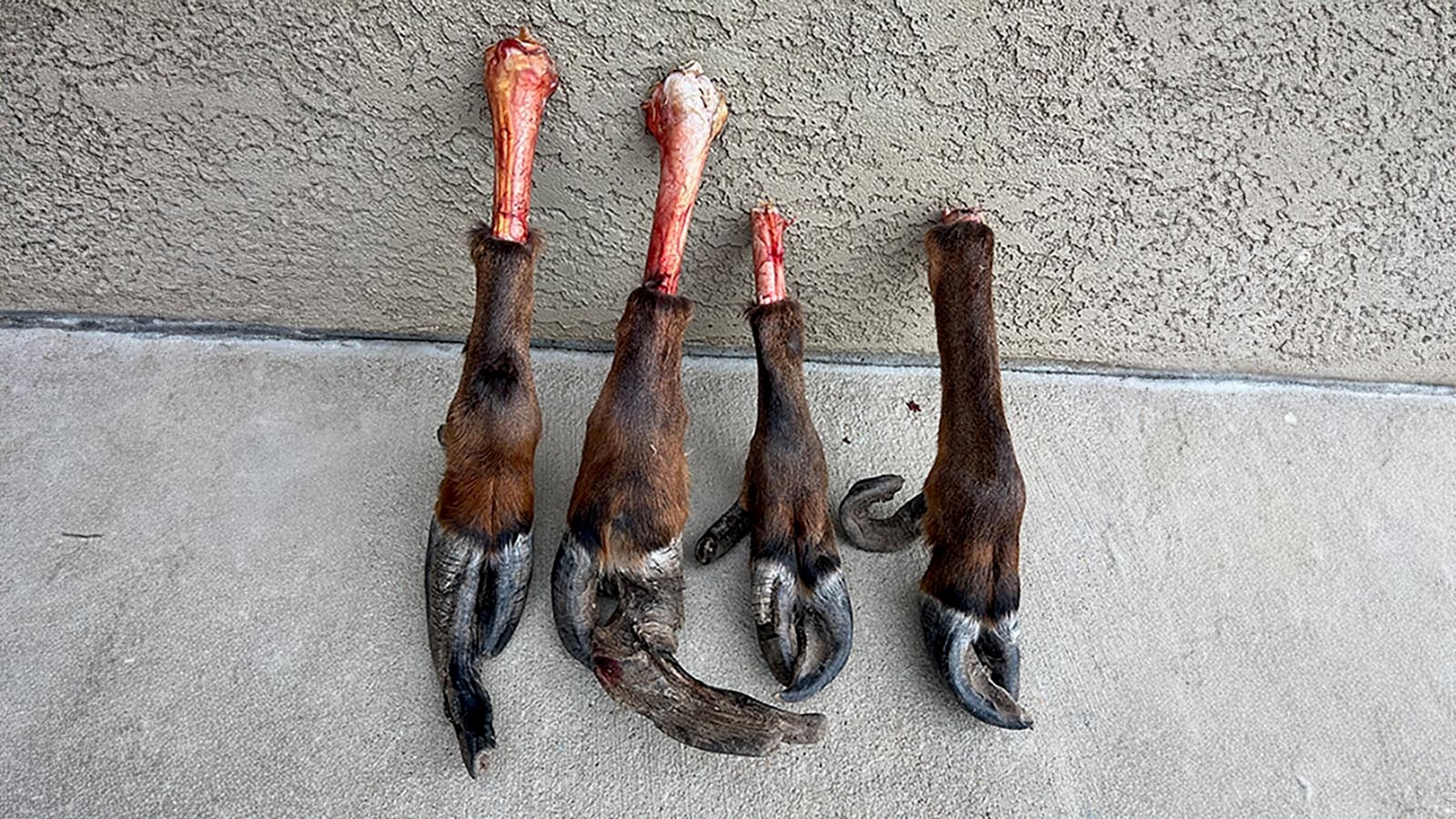 A hunter killed a cow elk in southeast Colorado last week and discovered these bizarre deformities to the animal’s hooves. He’s not certain what caused the weird growth, but it seems to mirror the effects of an elk hoof disease that’s been spreading in Washington State.