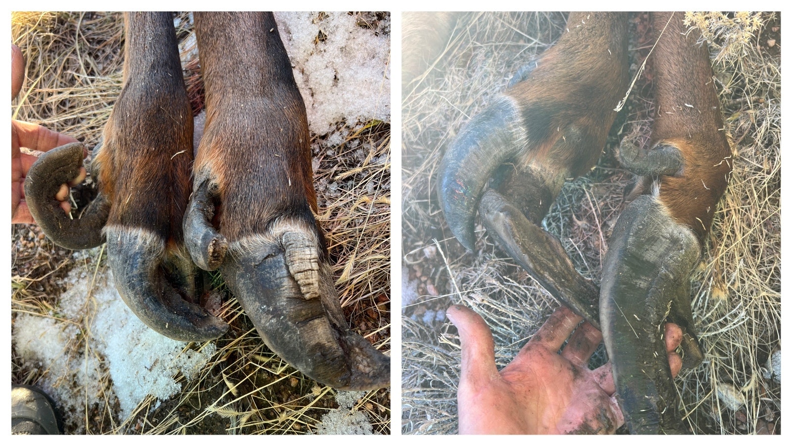 A hunter killed a cow elk in southeast Colorado last week and discovered these bizarre deformities to the animal’s hooves. He’s not certain what caused the weird growth, but it seems to mirror the effects of an elk hoof disease that’s been spreading in Washington State.