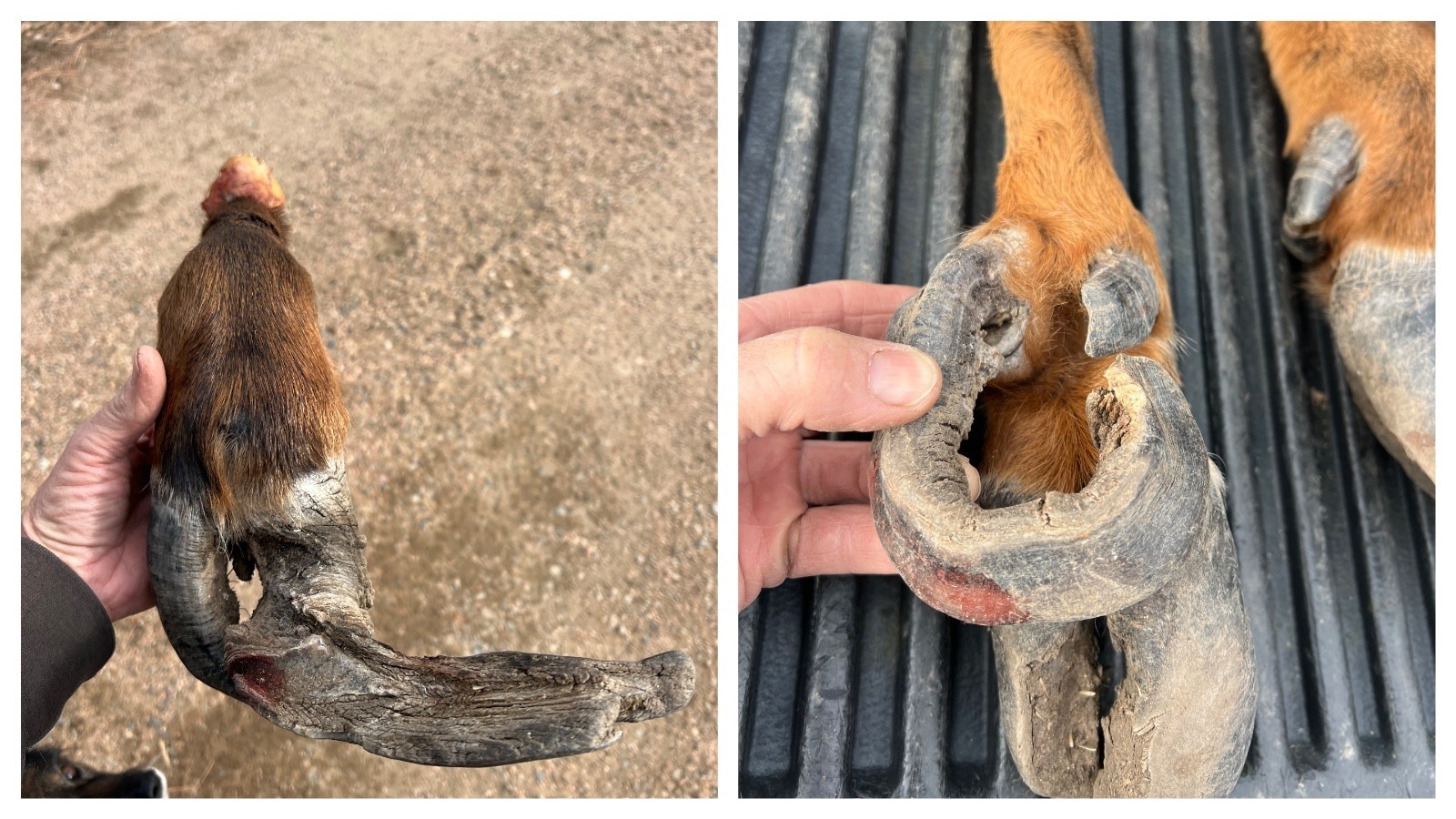 A hunter killed a cow elk in southeast Colorado last week and discovered these bizarre deformities to the animal’s hooves. He’s not certain what caused the weird growth, but it seems to mirror the effects of an elk hoof disease that’s been spreading in Washington State.