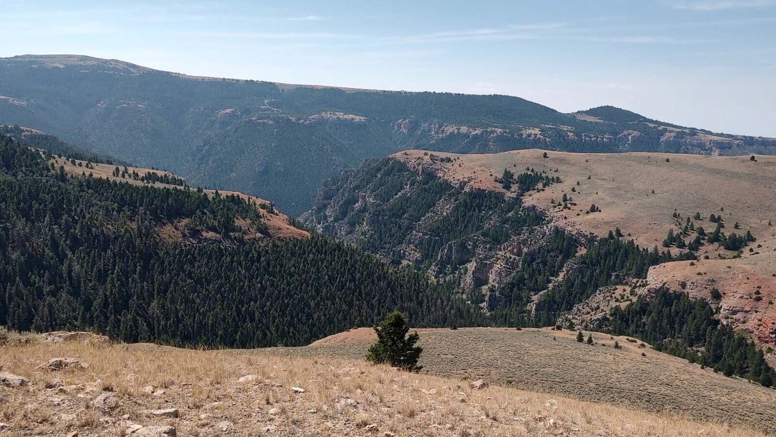 Devil’s Canyon in the Bighorn Mountains near Lovell is home to a bighorn sheep herd, which includes rams with strange horn mutations.