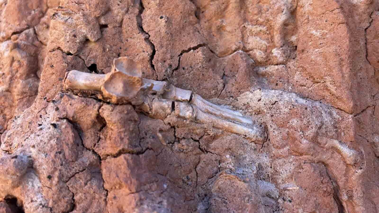 There's no denying that James Sanderson found articulated bones in a layer of prehistoric soil more 50 million years old. However, a closer look reveals that these mysterious foot bones were in a time period where they don't belong.