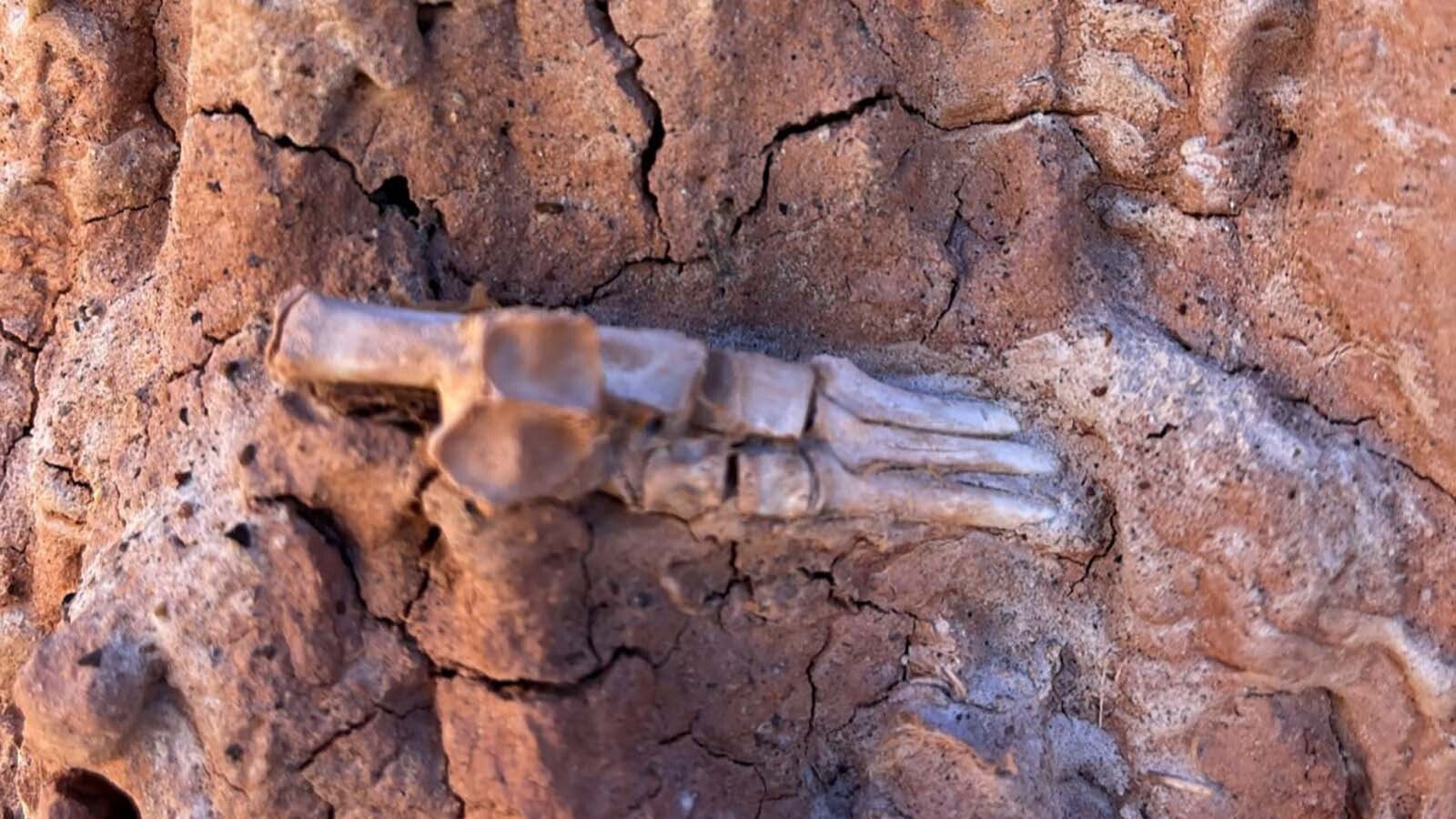 There's no denying that James Sanderson found articulated bones in a layer of prehistoric soil more 50 million years old. However, a closer look reveals that these mysterious foot bones were in a time period where they don't belong.