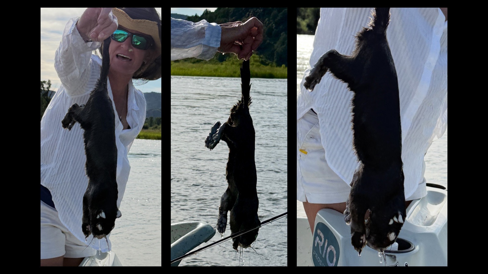 Jackson-Area resident Sarah Harrison MacMillan found this unidentified dead critter floating in the South Fork of the Shoshone River on Saturday. She thinks is might be a young marmot, but others have guessed that it could be an otter, a fisher or even a baby wolverine.