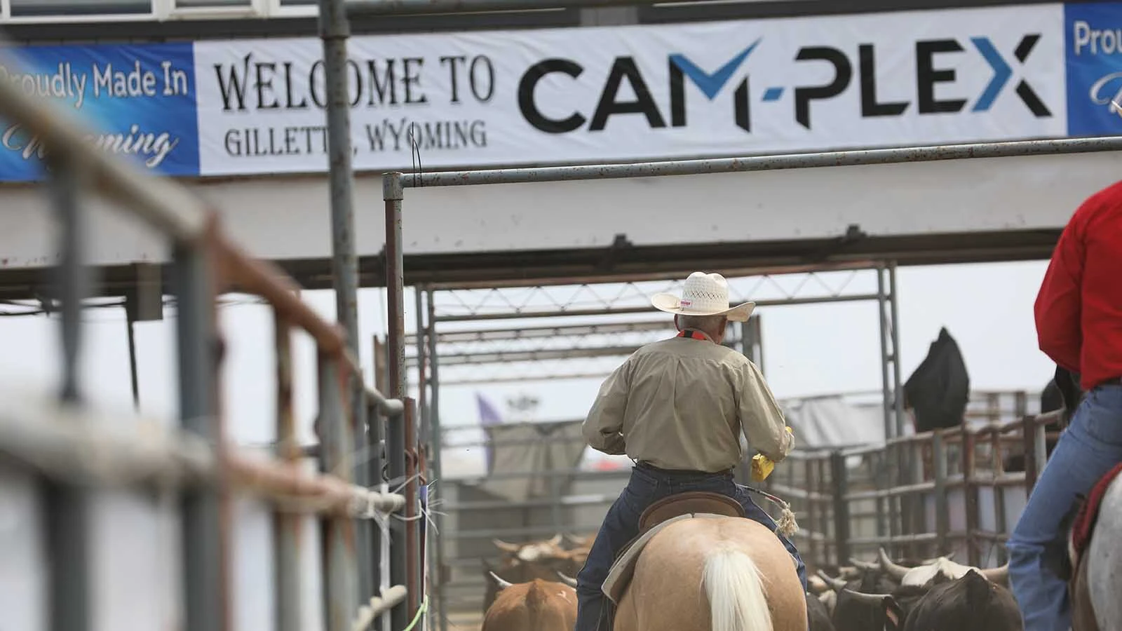 Steers are returned between the dual arenas, which fit easily into the racetrack infield at Cam-Plex.