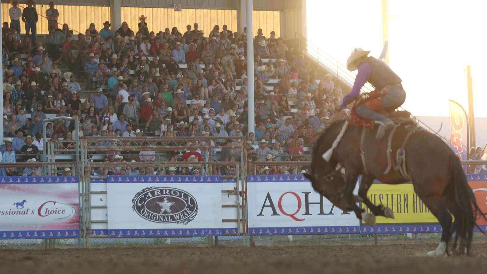 The grandstand built to watch horse racing fills each morning and evening throughout the NHSFR’s seven-day run.