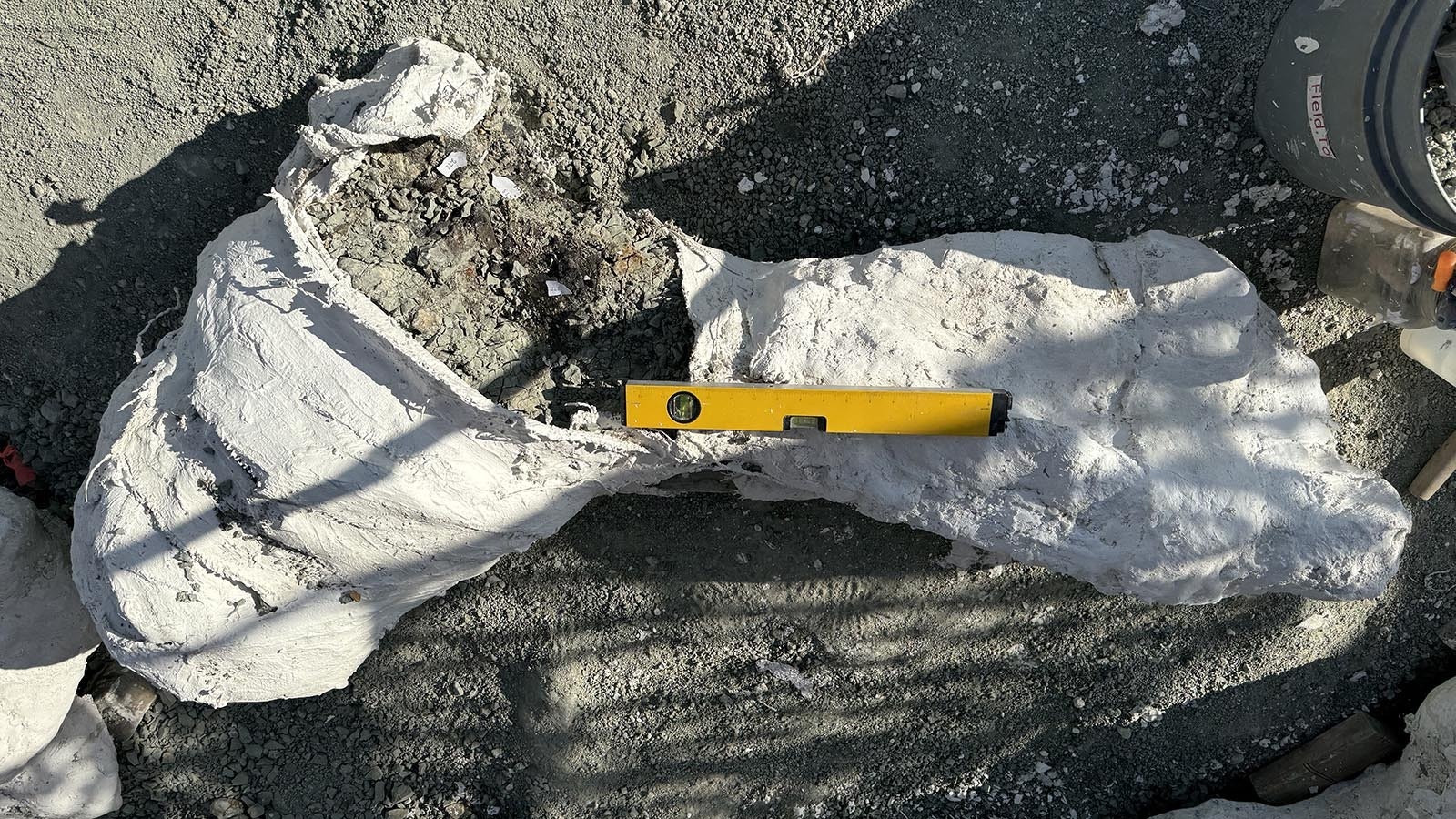 A flipped jacket containing a large scapula from a 150-million-year-old Late Jurassic sauropod. The fossil density at Nail Quarry is so high that several bones are pressed against each other, making isolated jackets like this very rare and nearly impossible to accomplish.