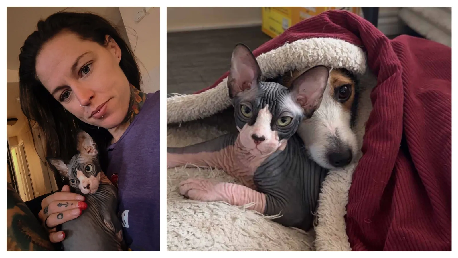 Billie Studanski waited nearly 10 years to own a Sphynx cat, and today she has two. They even have their own bedroom. 