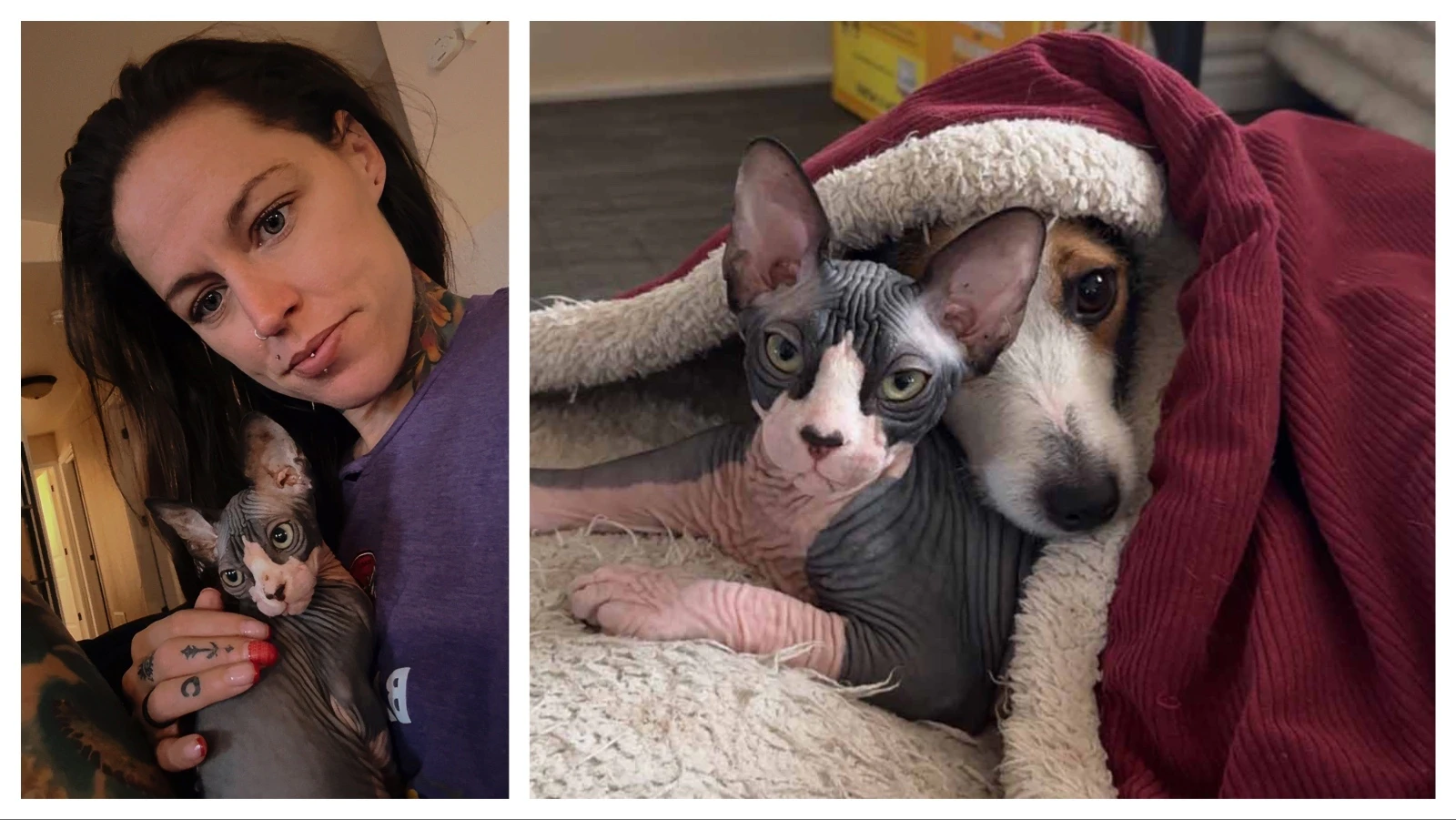 Billie Studanski waited nearly 10 years to own a Sphynx cat, and today she has two. They even have their own bedroom.