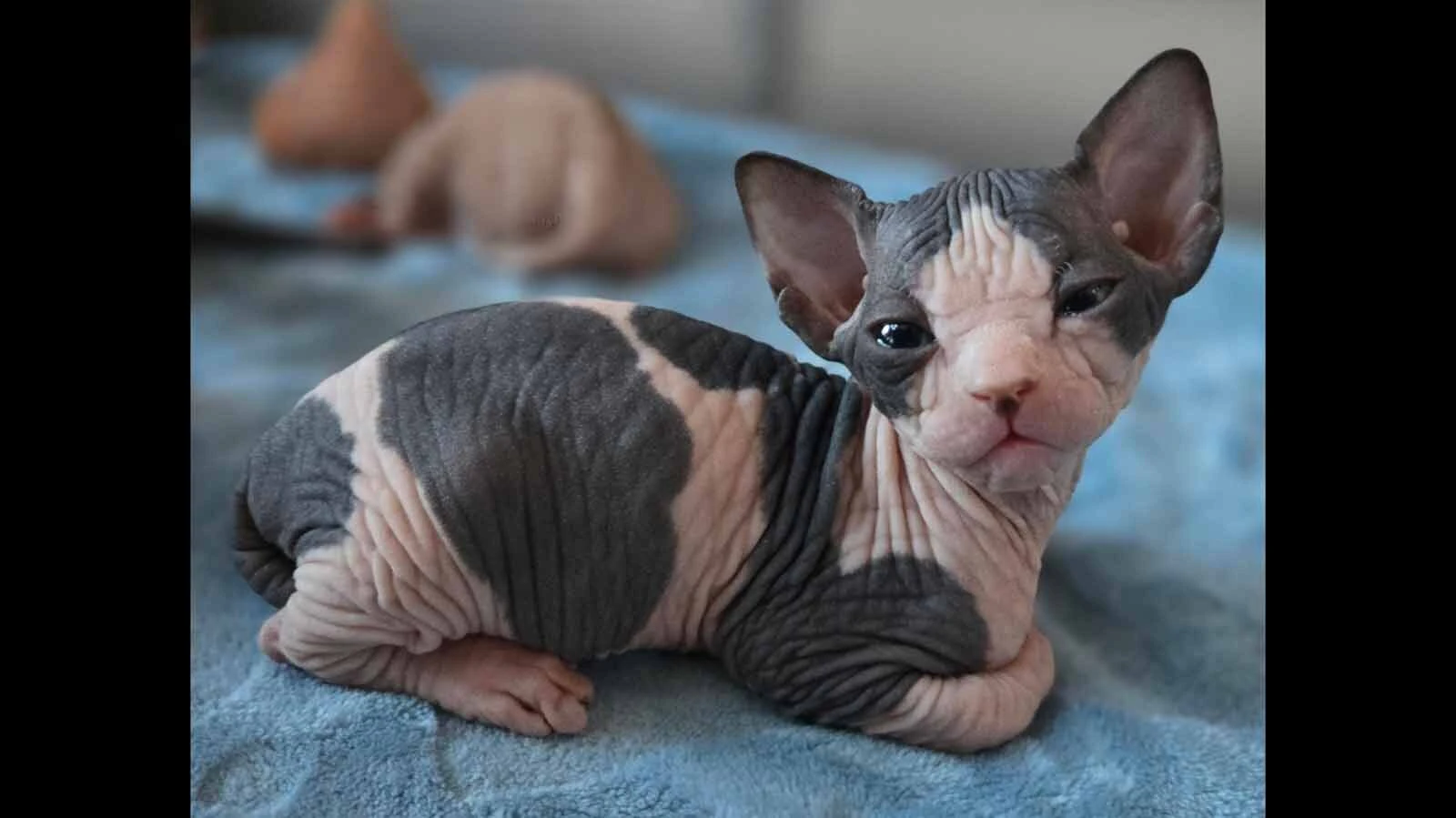 Naked cats spynxh2 7 25 26