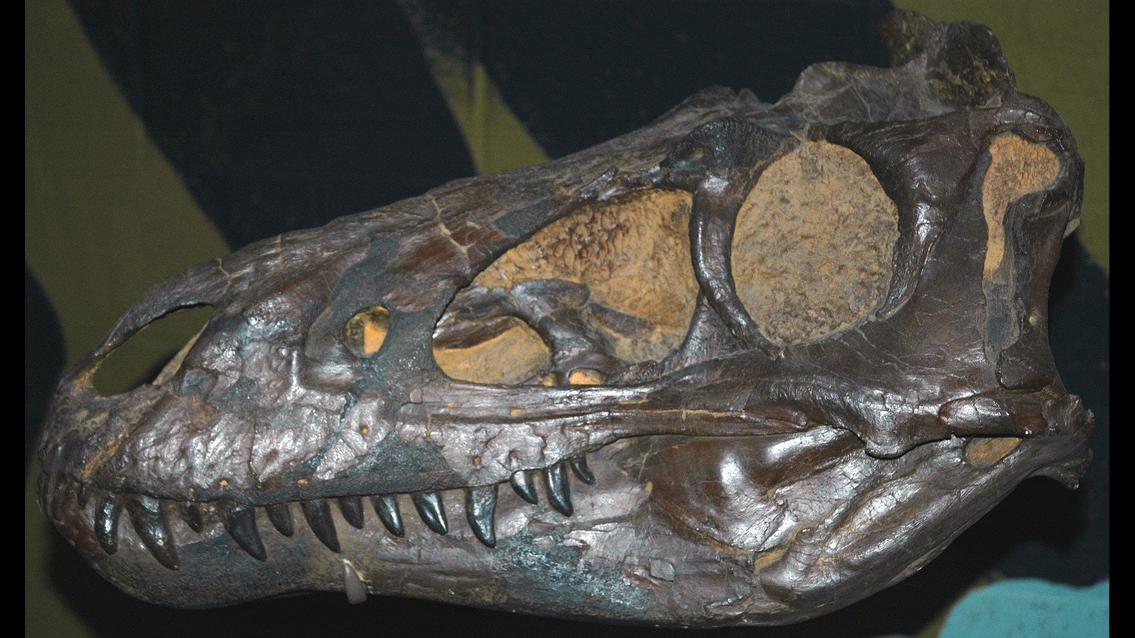 This Nanotyrannus lancensis theropod dinosaur skull from the Cretaceous of Montana is displayed at the Cleveland Museum of Natural History in Ohio.