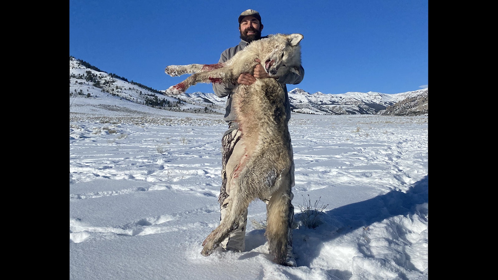 Nate Miller of Thermopolis has hunted numerous Wyoming species – such as elk and wolves. But he never dreamed he’d draw the state’s “super tag trifecta,” which will allow him to hunt three premier trophy game species this fall.