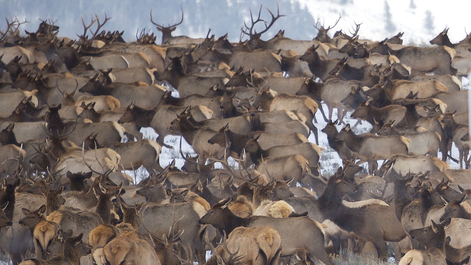A large herd of elk in Wyoming.