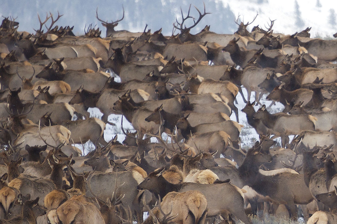 A large herd of elk in Wyoming.