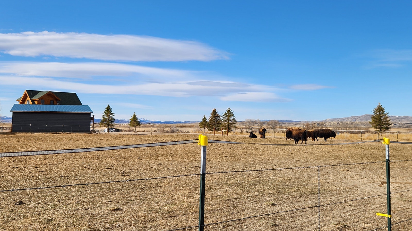 The Natrona County Sheriff’s Office is asking for help in finding who was responsible for shooting a domesticated bull bison last week.