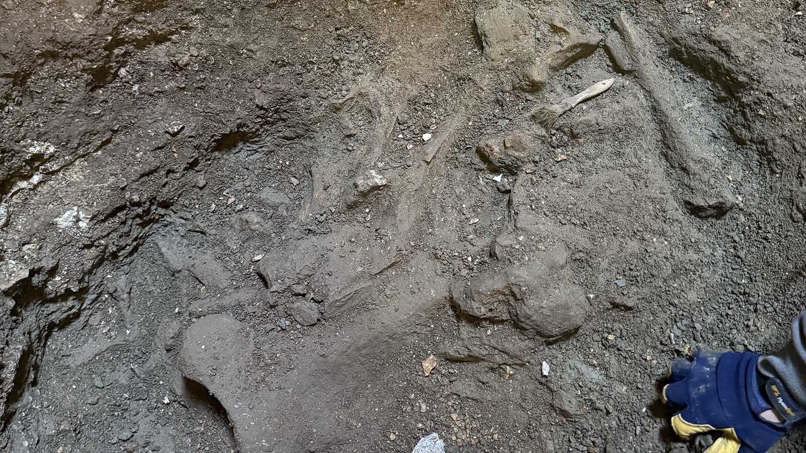 The partially uncovered mammoth scapula.