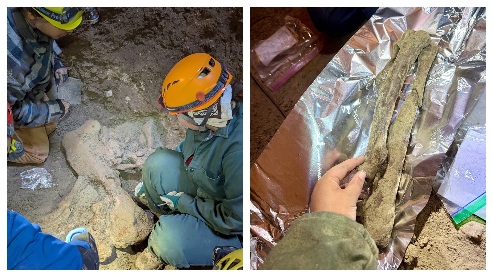 Left, team members surround the fully uncovered mammoth scapula – which is broken. Clockwise from top: Tony Hotchner, Sierra Bornheim, Mikey Rowe, and Mel Pardi. Right, American lion radius and ulna.