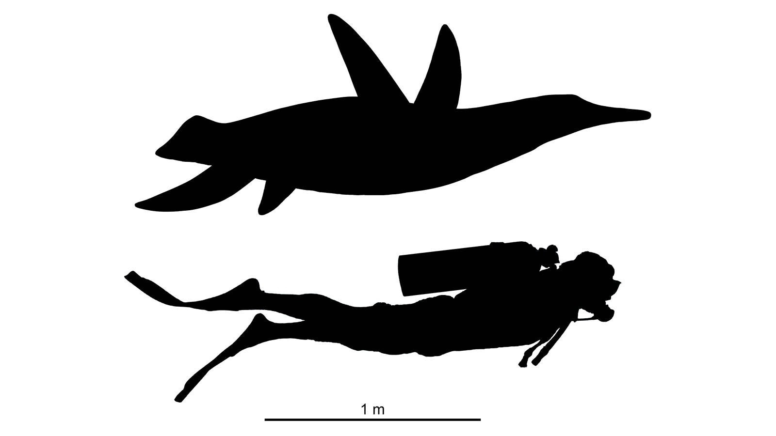 These silhouettes show the approximate size of Unktaheela compared to an average human.