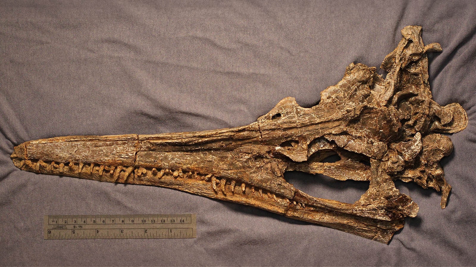 The long, narrow skull of Unktaheela, a unique small prehistoric marine reptile found in Wyoming in 1975.