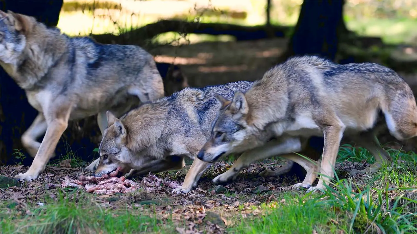 Why New Mexico Kids Wait In Protective ‘Wolf Houses' At School Bus ...