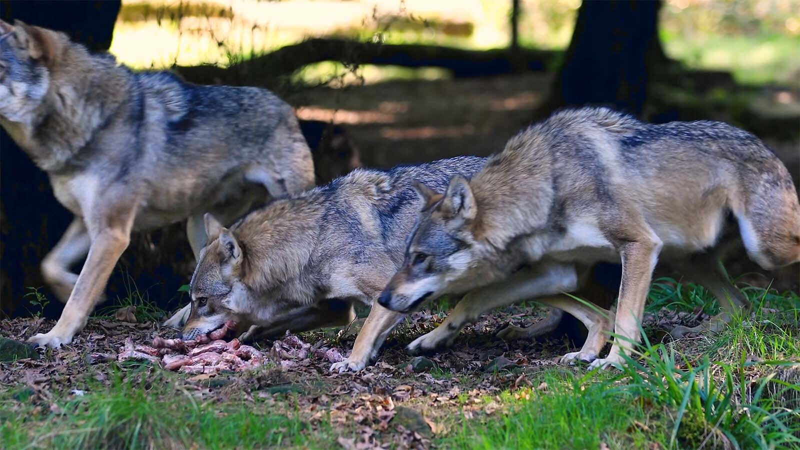 A rural county in New Mexico makes children sit inside cage-like roadside shelters called “wolf houses" while waiting for school buses. That’s because their parents worry that wolves in the area might attack the children.