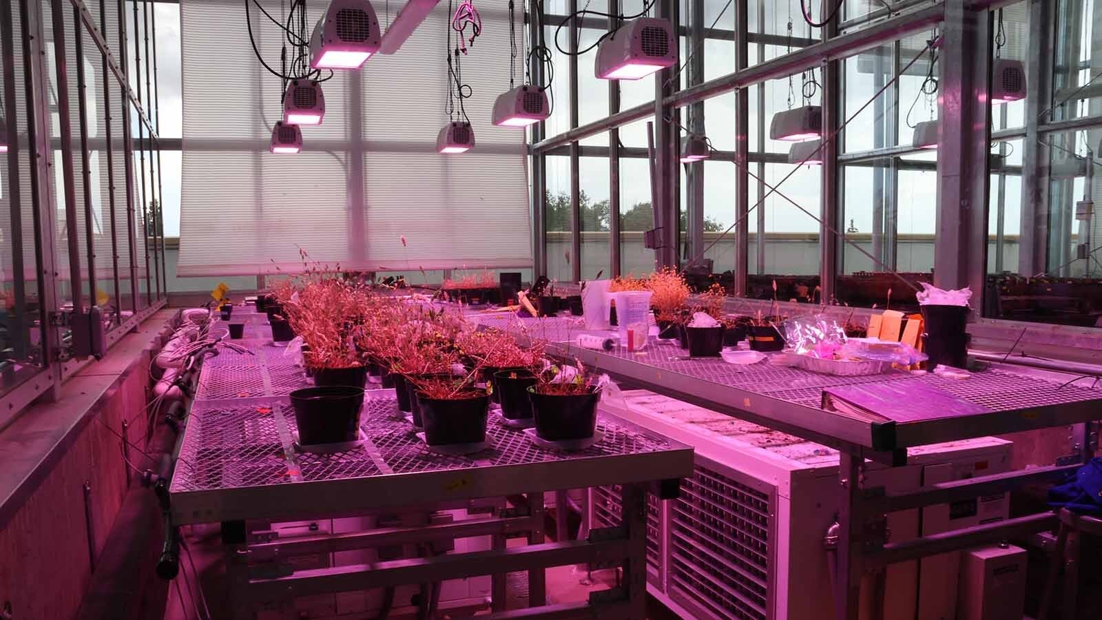 The University of Wyoming’s Science Initiative building has a greenhouse that is used in the research of plants