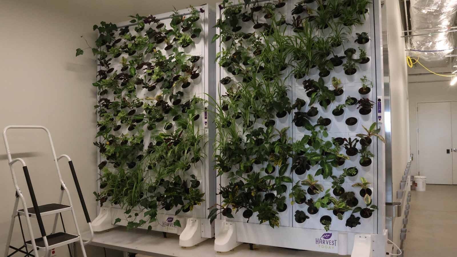 A wall of plants are growing in the Science Initiative building’s greenhouse floor.