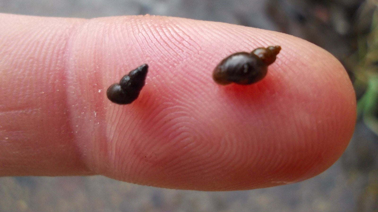 New Zealand mud snails are tiny, about 1 mm long.