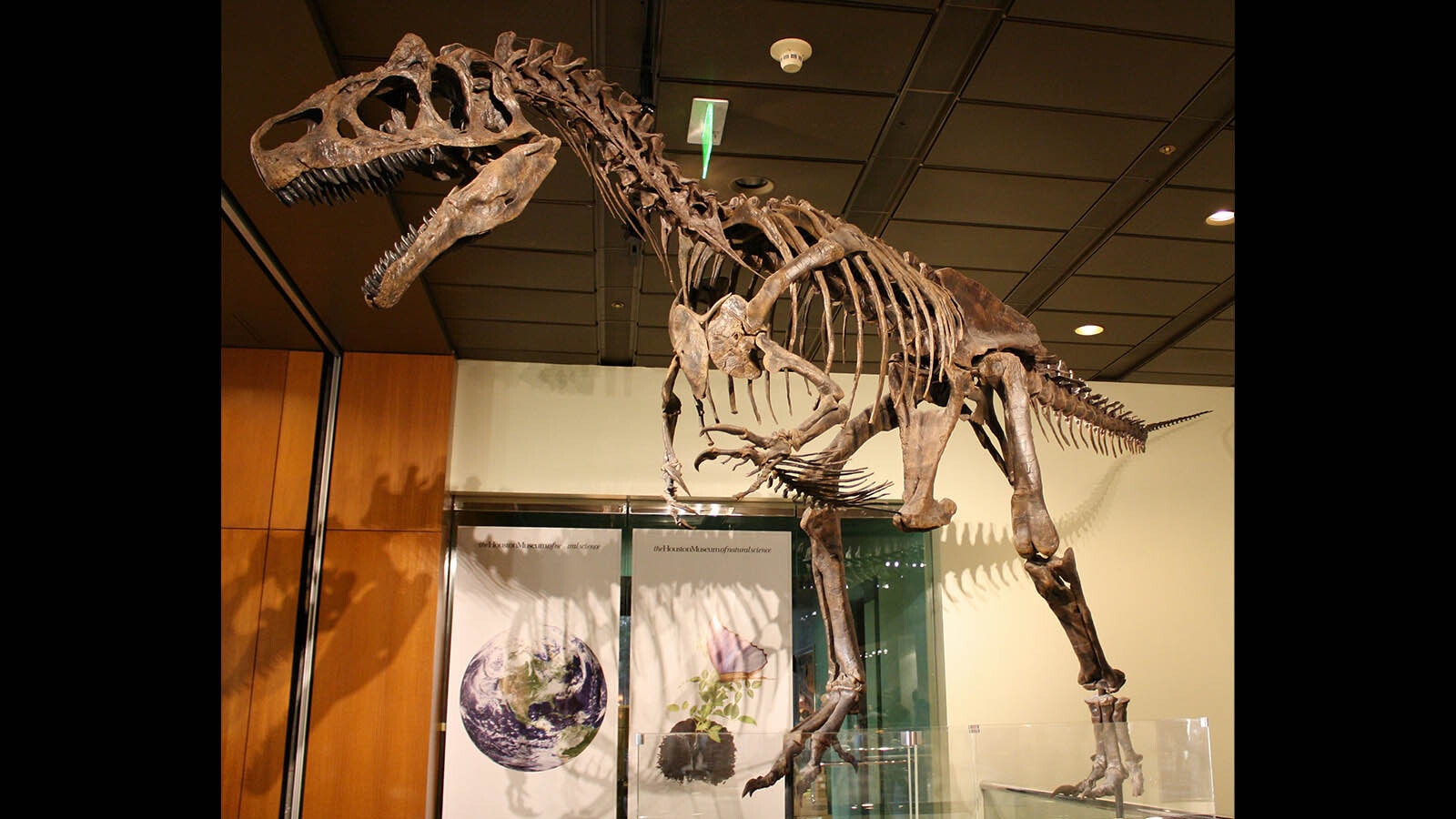 "Big Al II," a remarkably complete Allosaurus skeleton found in a fossil quarry near Greybull. A replica of this skeleton will be among the four skeletons found in Greybull to be featured inside the Greybull Dinosaur Museum.