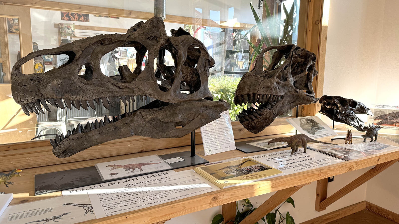 The skulls of "Big Al II" the Allosaurus, a Camarasaurus, and a Stegosaurus in the Big Horn Basin Dinosaur and Geoscience Museum in Greybull. These fossils are among a countless number of exceptional fossil discoveries from the Greybull area.