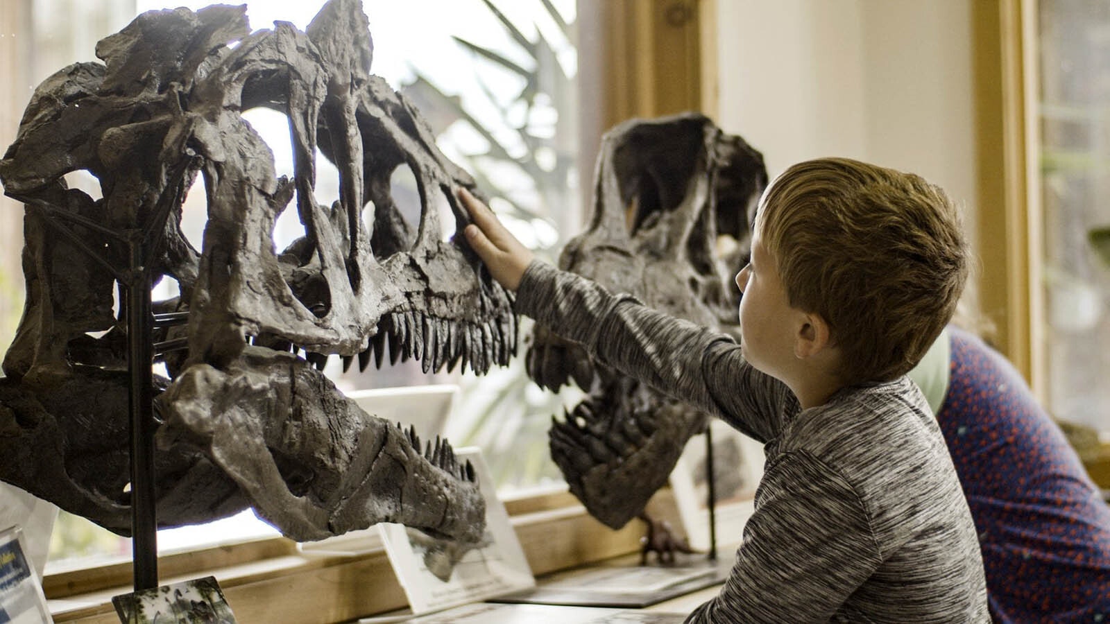 An effort is on to create a new world-class dinosaur museum in Greybull that could bring some of Wyoming's important prehistoric fossils home.