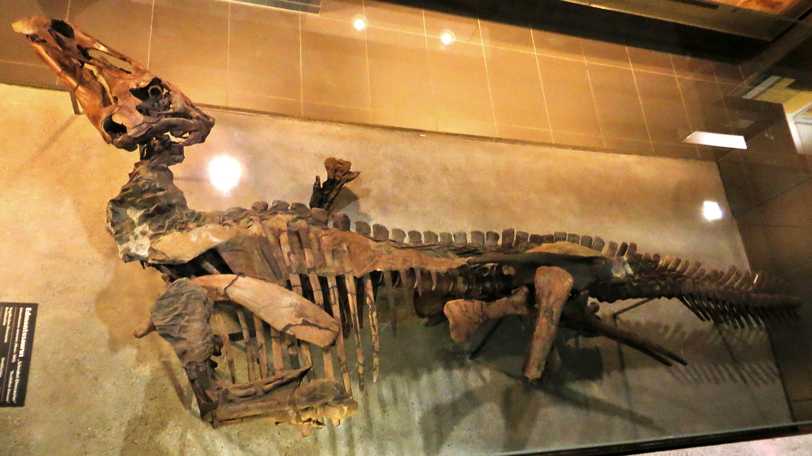 A mummified Edmontosaurus on display in the Naturmuseum Senckenberg in Frankfurt, Germany. This fossil, found in Converse County, is so well preserved that several patches of skin cover parts of the skeleton. This specimen and two Triceratops skulls from the same area were sold to the German museum in 1910.