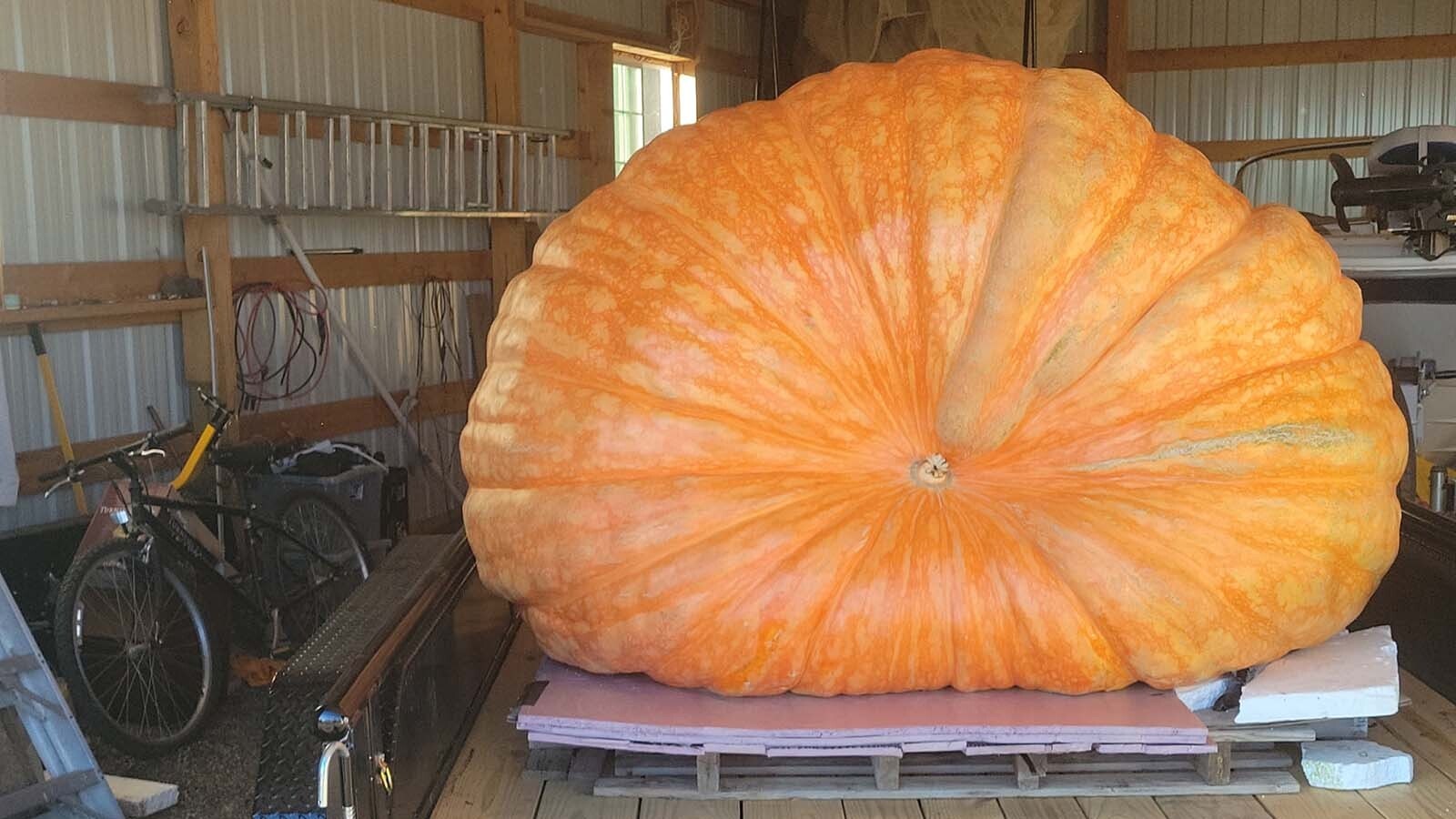 Andy and Amy Corbin of Cheyenne broke their own Wyoming state record over the weekend with a humongous 2,085-pound pumpkin. However, they thought their giant may be in world-record territory, so were “disappointed" their pumpkin had lied to them until it was on the scale.
