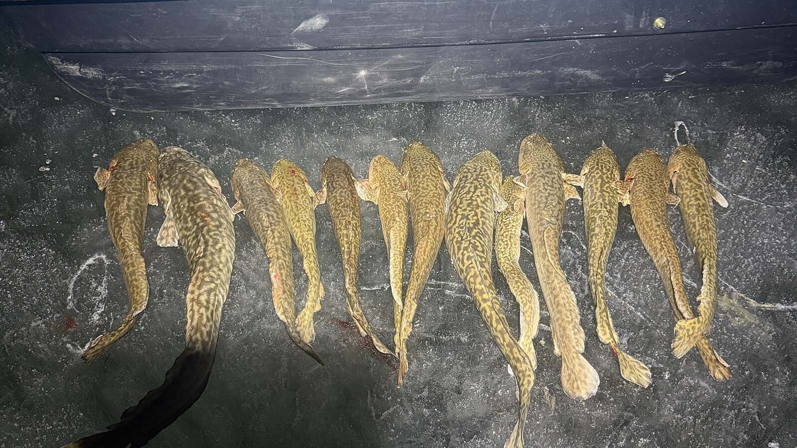Burbot are one of the best species to catch by ice fishing at night. Ice anglers say they’re one Wyoming’s tastiest fish species.