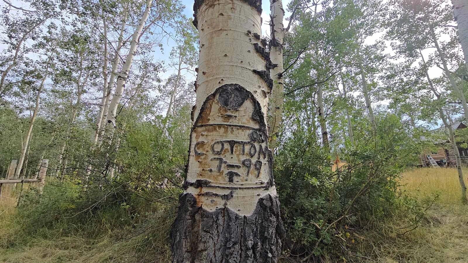 Signatures and messages have been carved on some of the aspen trees surrounding the Niland cabin in the Medcine Bow-Routt National Forest.
