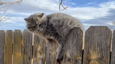 No toes in the fence e1677881917507