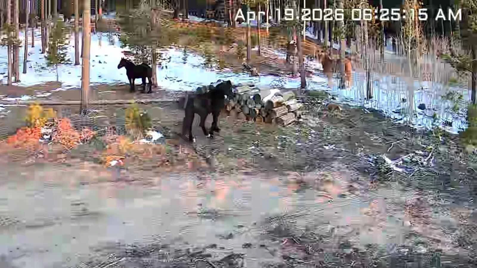 Horses that were found hanging around Mark Husman's property on Casper Mountain became a flashpoint for debate when he offered them "free to good home."