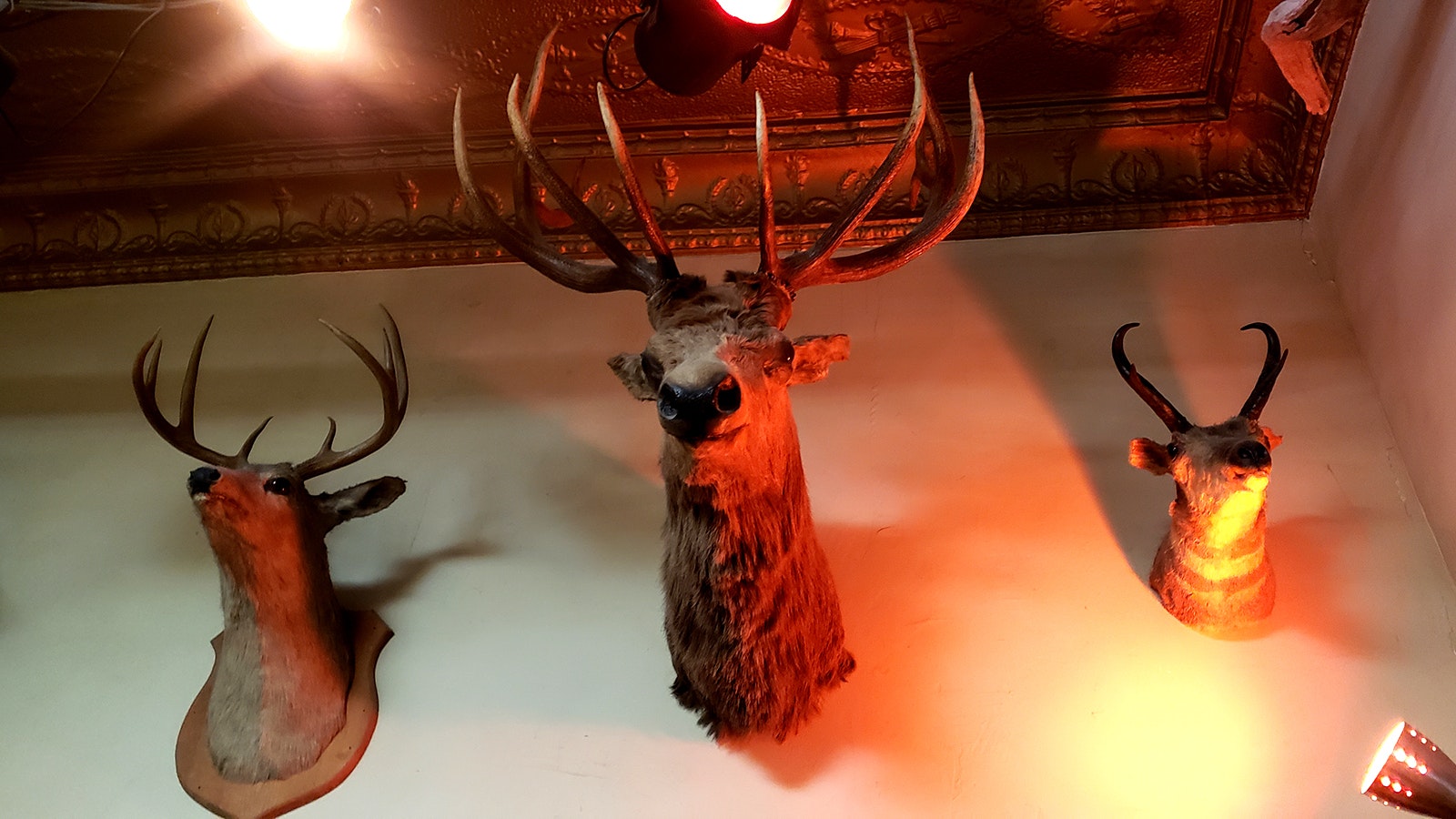 These three taxidermy animals are original to the Occidental Saloon.