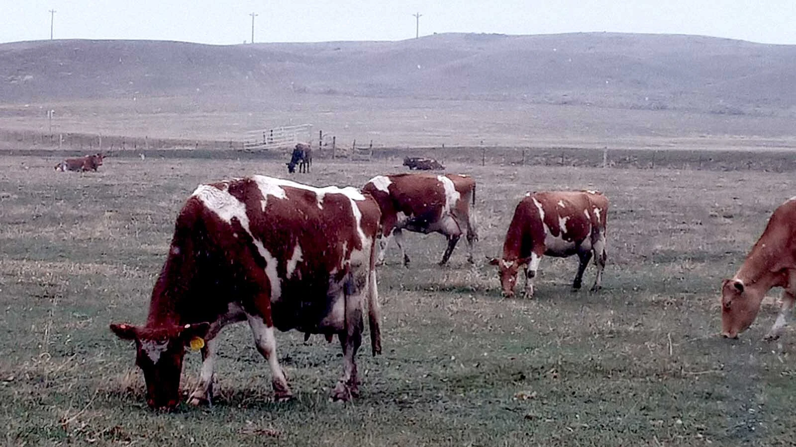 At Ooh La La Dairy in Gillette, prices are going up for the first time in response to huge jumps in the market, including higher costs for feed.