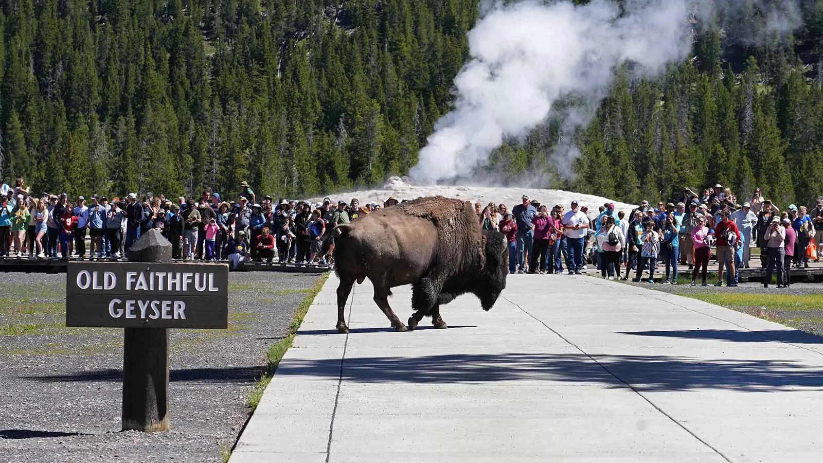 A bison walks past a throng of visitors who had just watched the eruption of Old Faithful Geyser in Yellowstone National Park in this file photo.