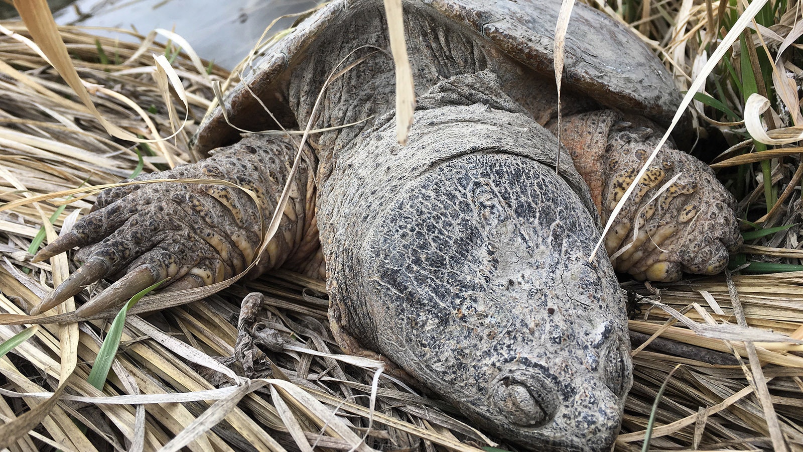 A common snapping turtle, affectionately called Old Snappy, hangs out in the vicinity of Grey Reef Road along Wyoming’s North Platte River. It’s thought to be the same turtle that was set free by a biologist in the 1970s.