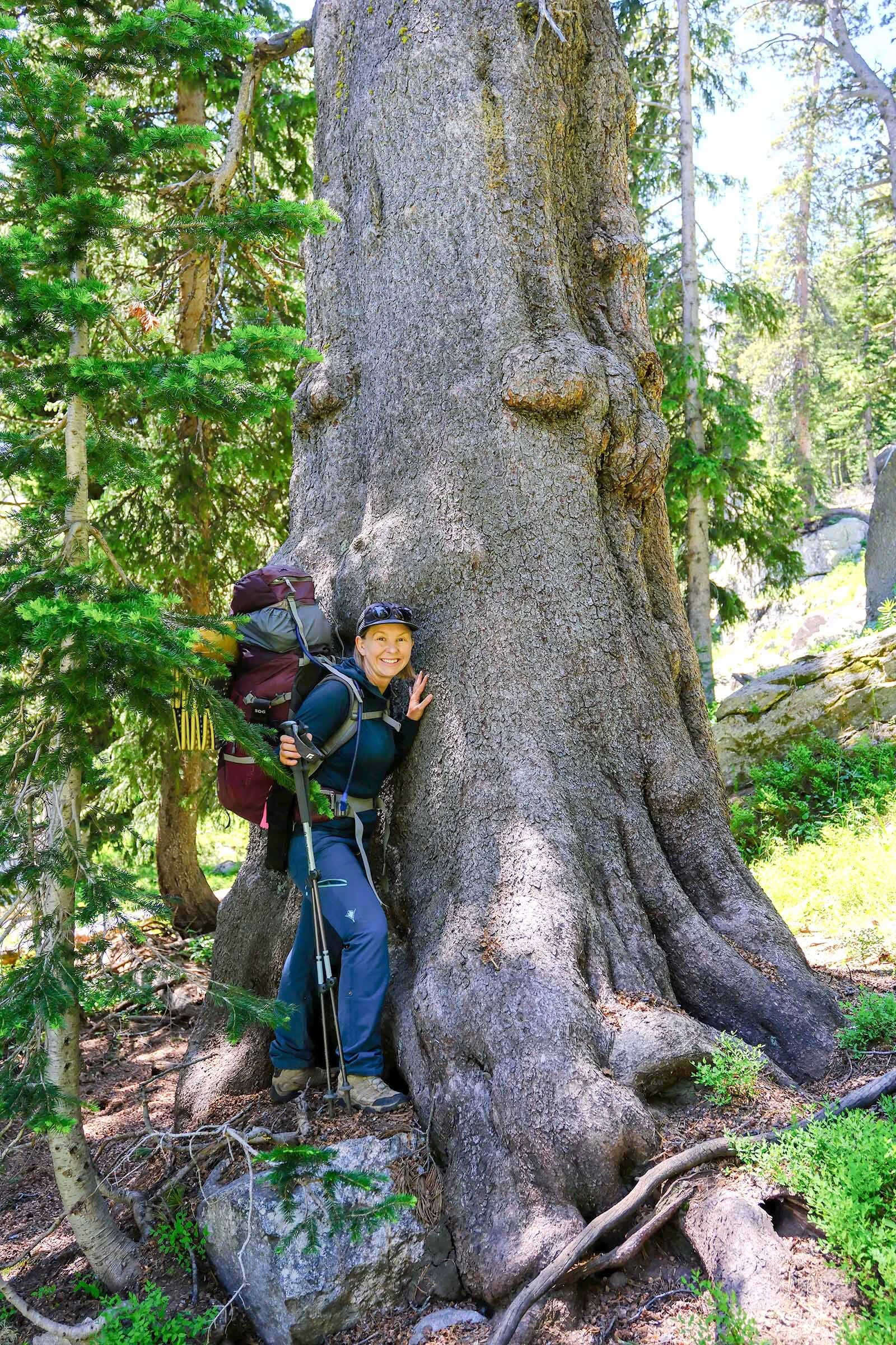 University of Wyoming adjunct professor Sara Germain with a large whitebark pine tree in Grand Teton National Park. This large, living whitebark pine could be even older than the one Germain and Friedman discovered, and they believe it very well could be.