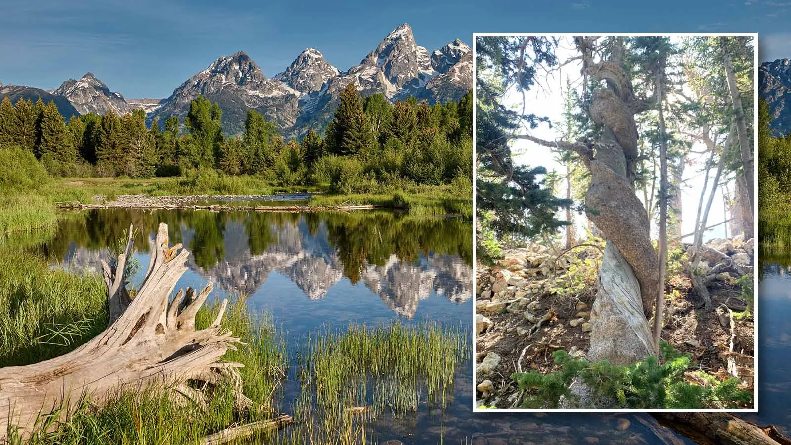 The oldest whitebark pine in the world, found in Grand Teton National Park's Paintbrush Canyon. This tree died in 2024 from an infestation of mountain pine beetles, a problem facing old and young whitebark pines throughout North America.