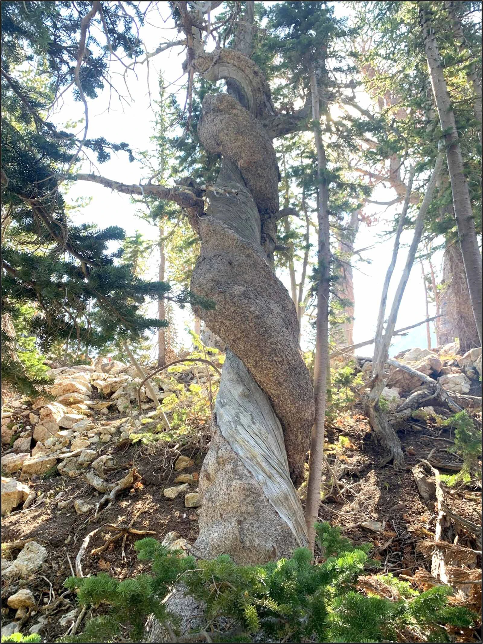 The oldest whitebark pine in the world, found in Grand Teton National Park's Paintbrush Canyon. This tree died in 2024 from an infestation of mountain pine beetles, a problem facing old and young whitebark pines throughout North America.