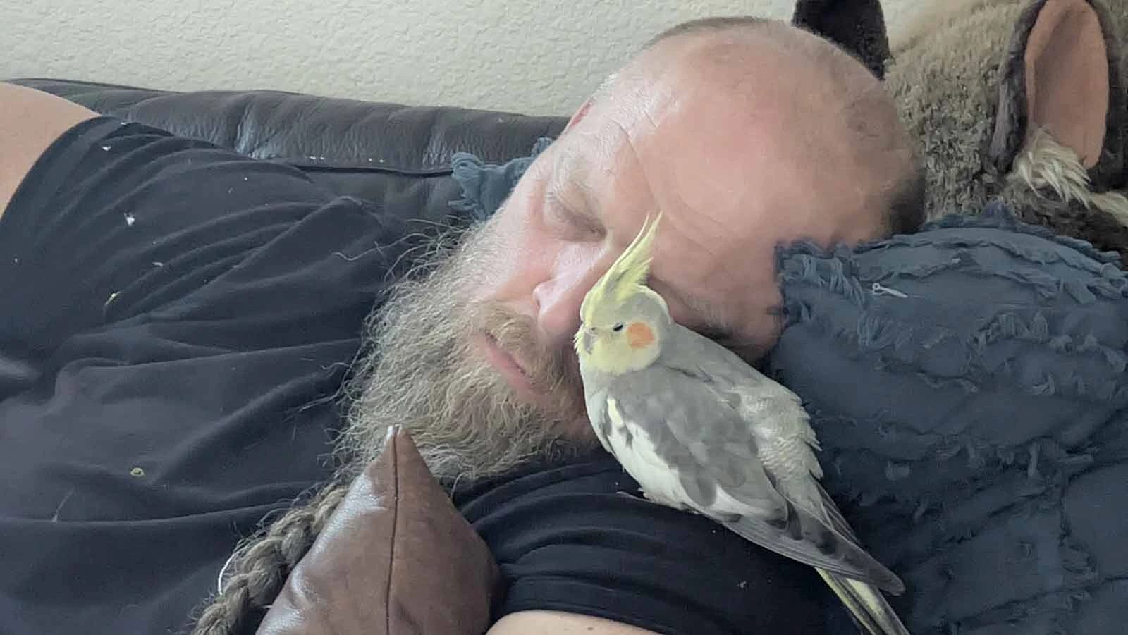 “Have you seen this bird?” the Teton County Sheriff’s Office is asking people after a pet cockatiel named Olivia flew out of her home Sunday. The bird’s owner says there haven’t been any sightings, but she’s grateful people are looking.